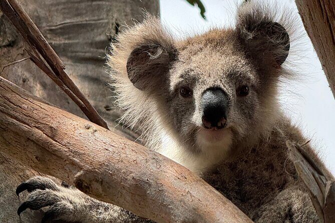 Great Ocean Road 1 Day Luxury Private Tour - Who Would Love This Tour?