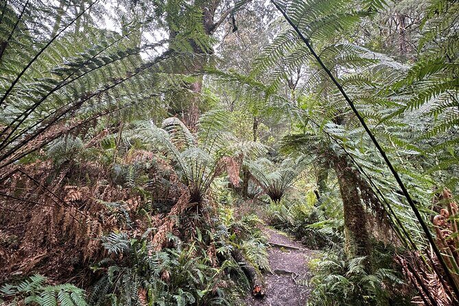 Great Ocean Road 12 apostles PRIVATE Luxury Tour 5 PAX all incl. - The Transport and Service Experience