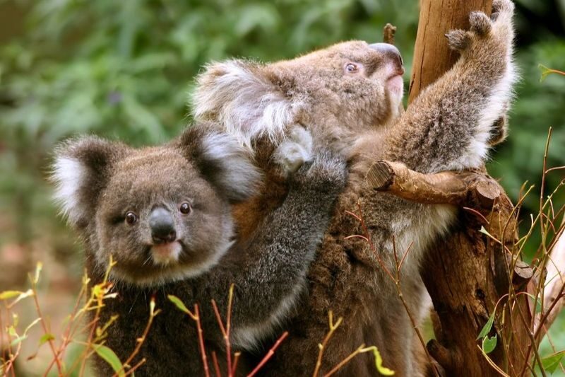 Great Ocean Road and 12 Apostles Day Tour by Go West Tours - A quiet change of scene in the Otways