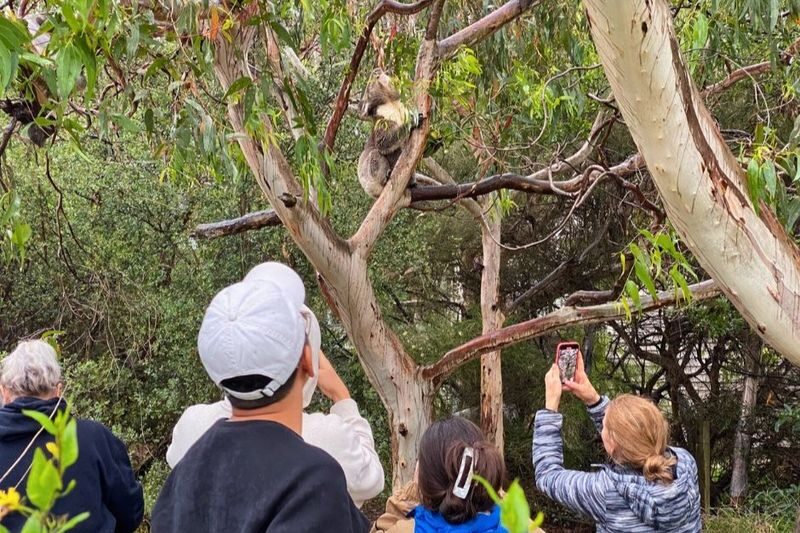 Great Ocean Road and 12 Apostles Day Tour by Go West Tours - The Twelve Apostles and Gibson Steps