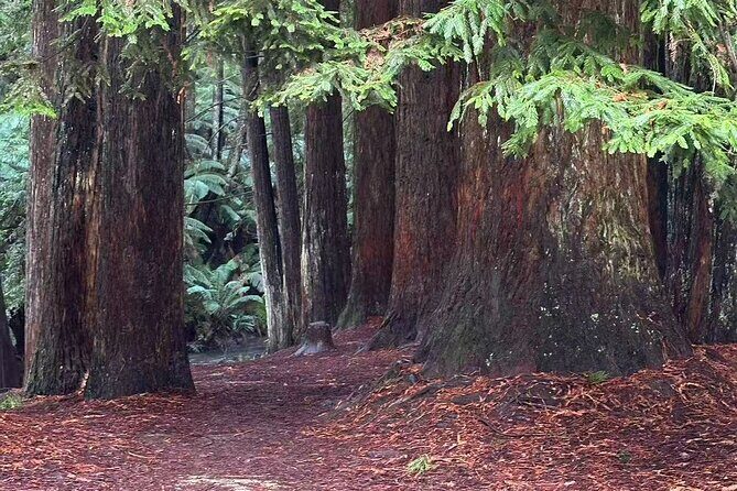 Great Ocean Road and Twelve Apostles Private Tour Drone Filming - The Itinerary in Detail