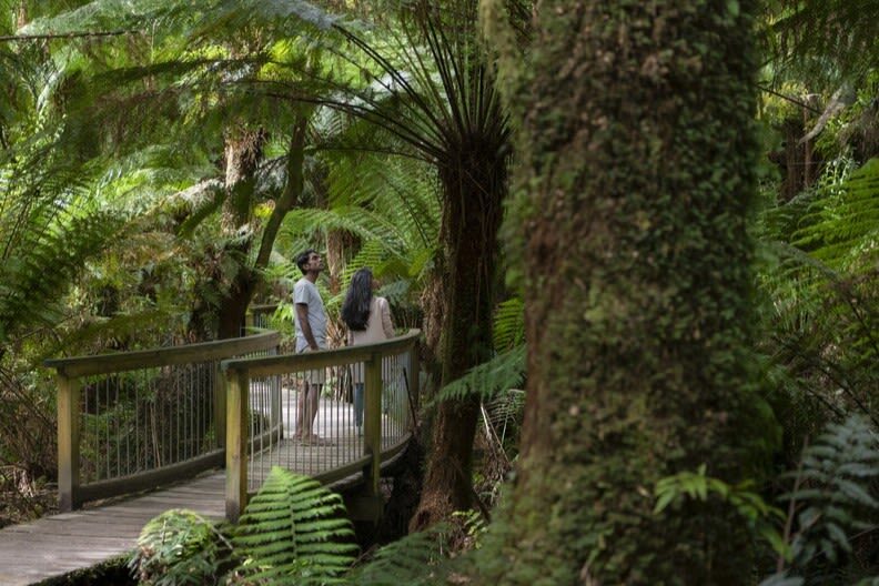 Great Ocean Road Coastal and Wildlife Adventure Tour - Beaches, lookouts and a wildlife watch