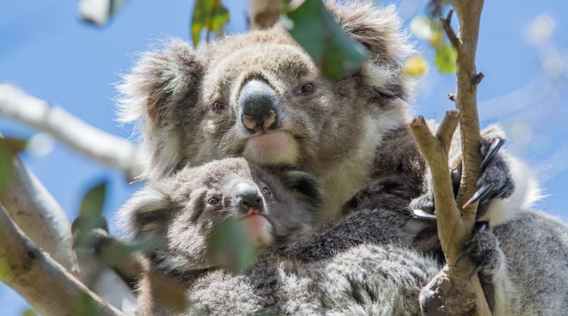 Great Ocean Road Coastal and Wildlife Adventure Tour - A quieter walk in Great Otway National Park
