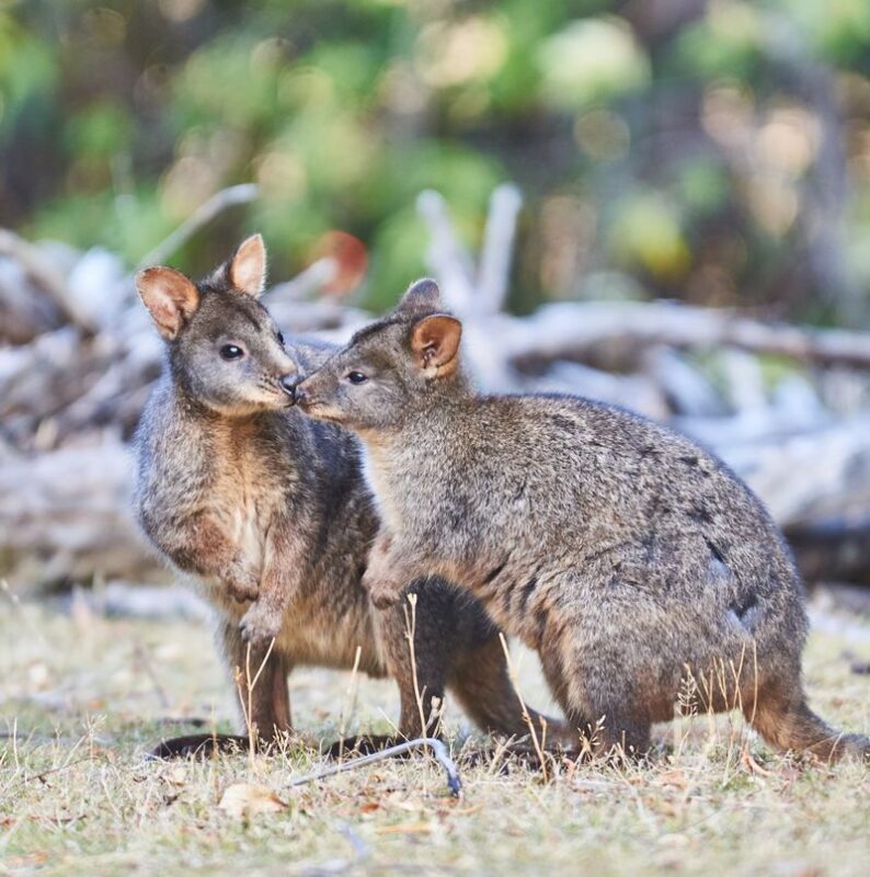 Great Ocean Road Coastal Spectacular & Wildlife Luxe Bus Tour - What the price includes, and what it does not