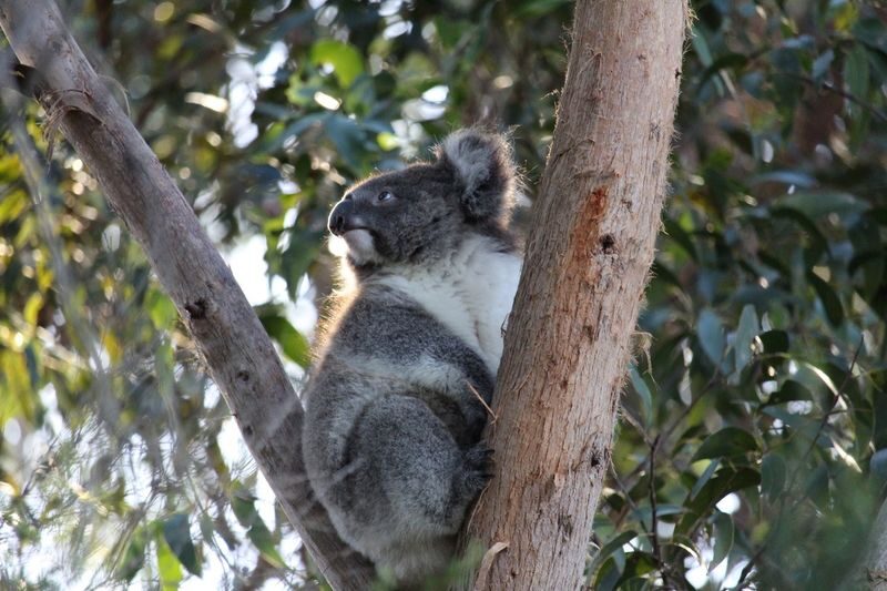 Great Ocean Road Coastal Spectacular & Wildlife Luxe Bus Tour - Who will get the most from this tour