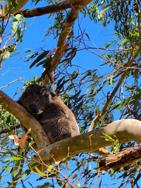 Great Ocean Road Day Tour from Melbourne with Chinese Guide - The Apostles and Loch Ard Gorge
