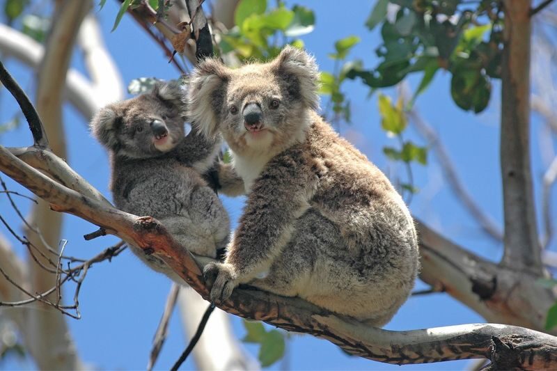 Great Ocean Road Escape with Forest Trails & Ocean Views Guided Tour - The forest walk gives the day a different rhythm