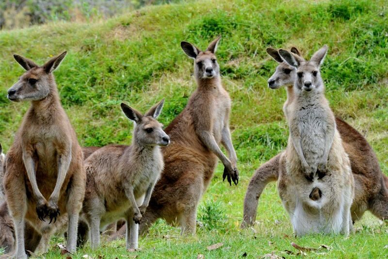 Great Ocean Road Escape with Forest Trails & Ocean Views Guided Tour - Apollo Bay is your lunch break