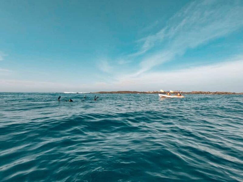 Great Ocean Road: Kayaking with Seals Tour - What Is the Great Ocean Road: Kayaking with Seals Tour?