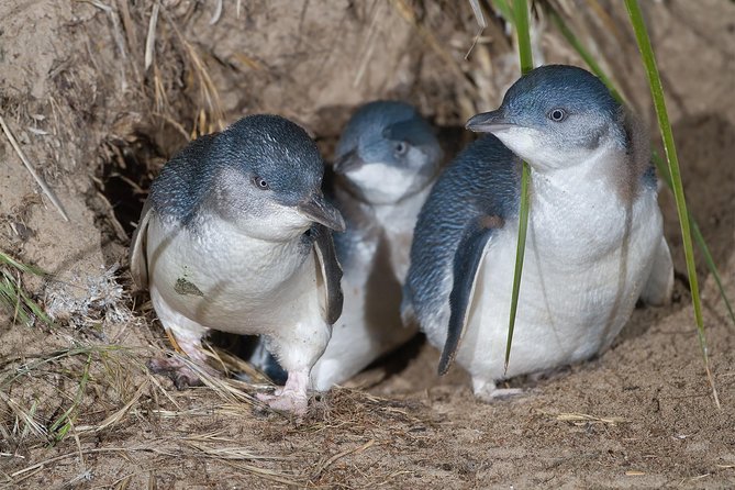 Great Ocean Road & Phillip Island - 3 Days, 2 Nights - Itinerary Highlights