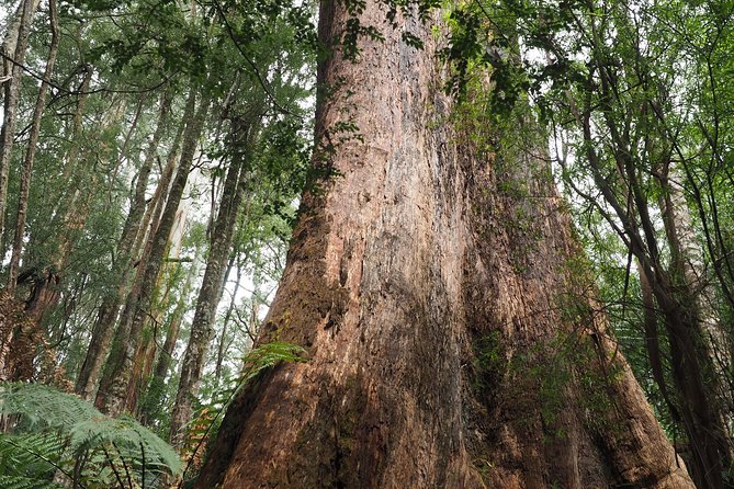 Great Ocean Road Private Day Tour - Customer Reviews and Ratings