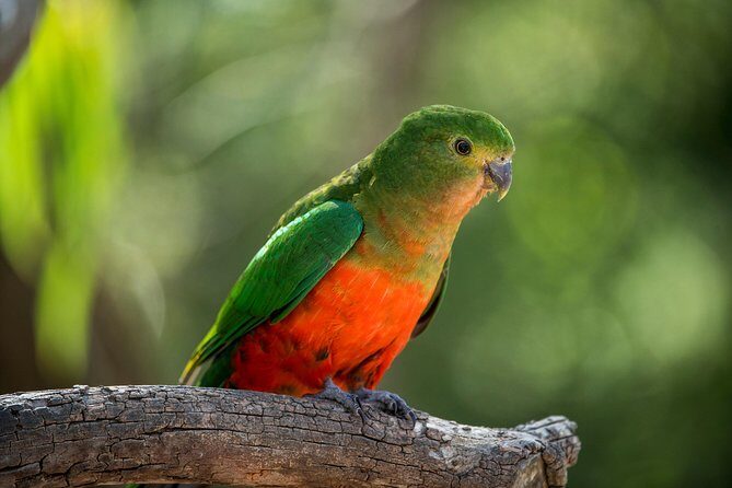 Great Ocean Road Private Tour - Why Choose the Great Ocean Road Private Tour?