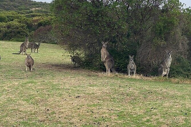 Great Ocean Road Private Tour In Luxury Vehicle.Customised Option - Authentic Experiences and Hidden Gems
