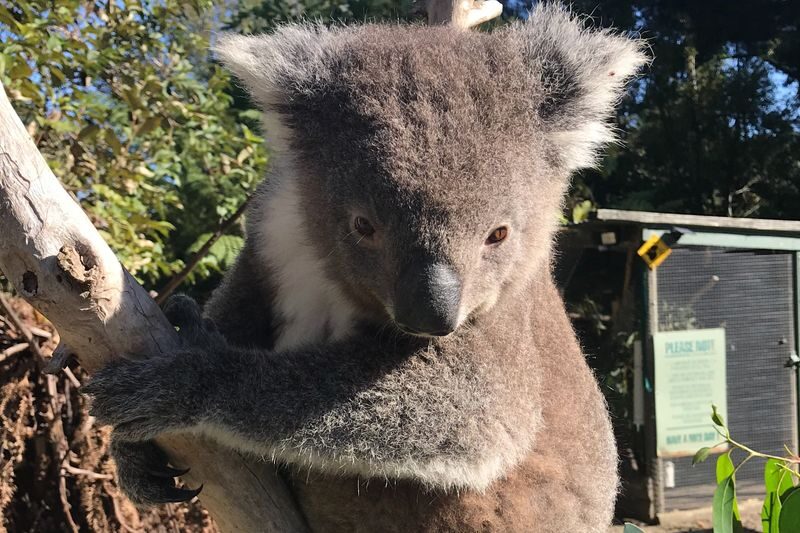 Great Ocean Road Reverse and Koala Spotting Guided Tour - Koalas, kangaroos, and the pleasure of looking closely