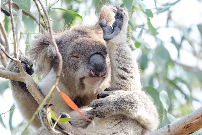 Great Ocean Road Reverse Itinerary With 12 Apostles From Melbourne - Negative Feedback