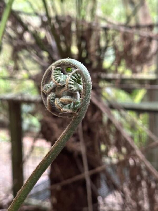 Great Ocean Road reverse Sunrise Tour - Comfort, Transportation, and Guide Experience