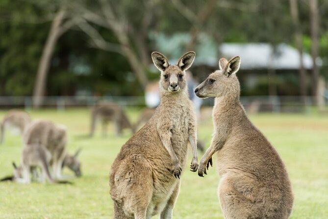 Great Ocean Road to Grampians 2 Day 1 Night Tour From Melbourne to Adelaide - Overnight Accommodation