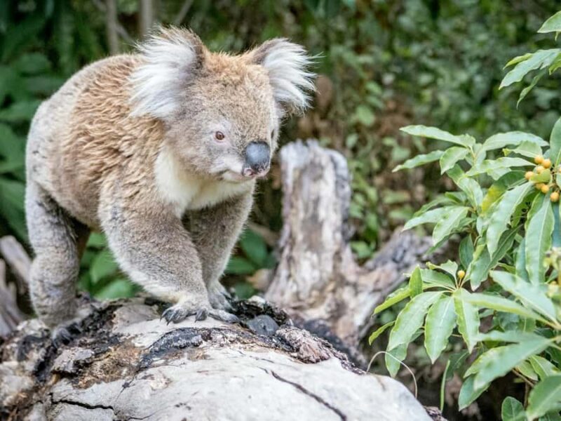Great Ocean Road Tour PRIVATE LUXURY-FREE entry,hotel pickup - Final Thoughts