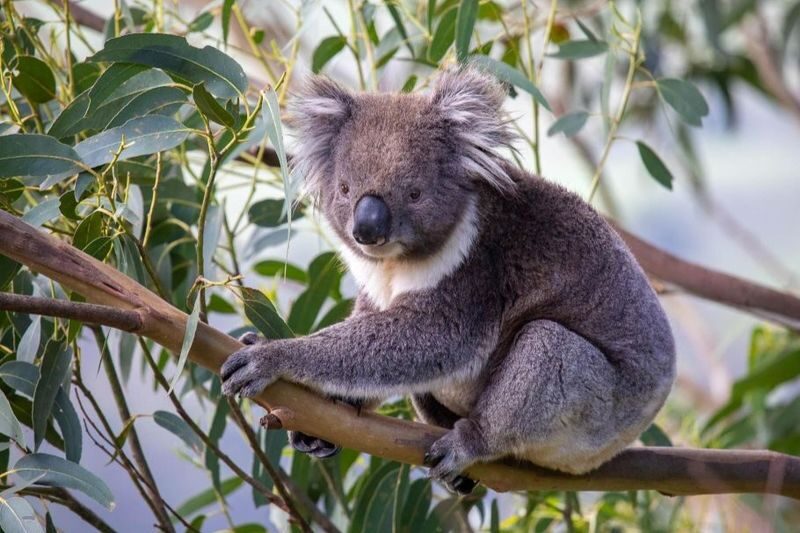 Great Ocean Road Tour Reverse -SML GRP-LUXURY Mini Bus Hotel Pickup - Otway forest breaks up the coastal drive