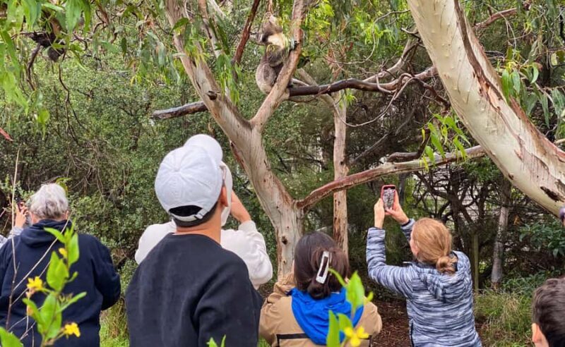 Great Ocean Road Tour w/ Deluxe Minibus & Top-Rated Guide - Scenic Drive Back and Evening Return