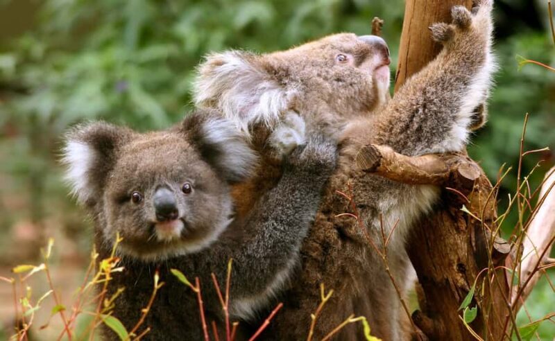 Great Ocean Road Tour w/ Deluxe Minibus & Top-Rated Guide - Guides: The Heart of the Experience