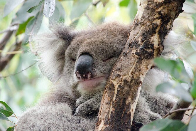 Great Ocean Road Tour with Instagram Sunset views of 12 Apostles - Value for Money