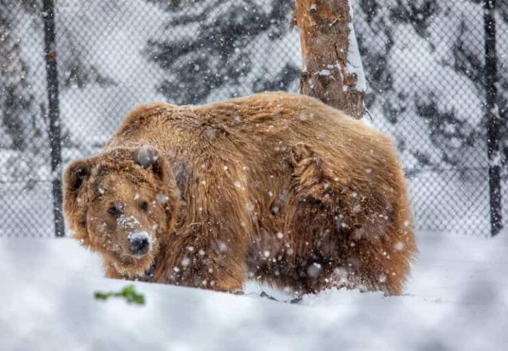 Great Plains Zoo - Diverse Animal Exhibits