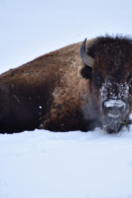 Great Plains Zoo - Educational Programs and Conservation