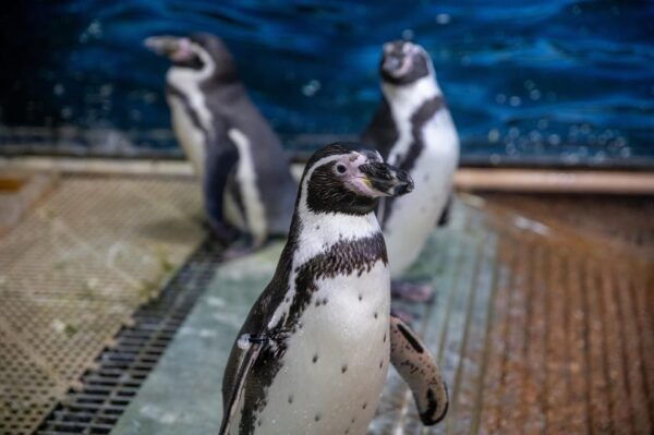 Great Plains Zoo - Frequently Asked Questions