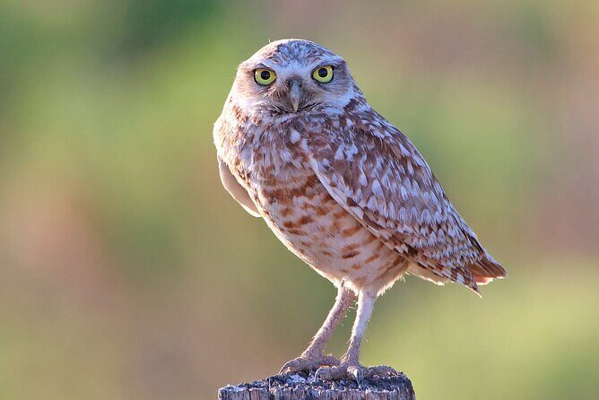 Great Salt Lake Birding and Nature Adventure - Exploring the Great Salt Lake Birding and Nature Adventure