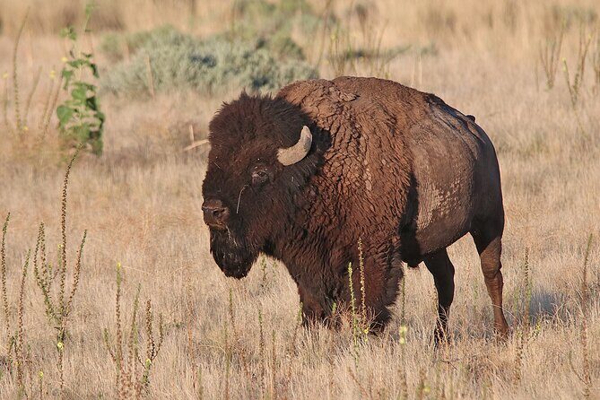 Great Salt Lake Birding and Nature Adventure - Good To Know
