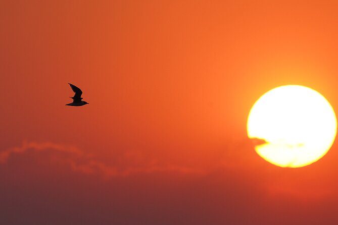 Great Salt Lake Birding and Nature Adventure - A Detailed Look at the Itinerary