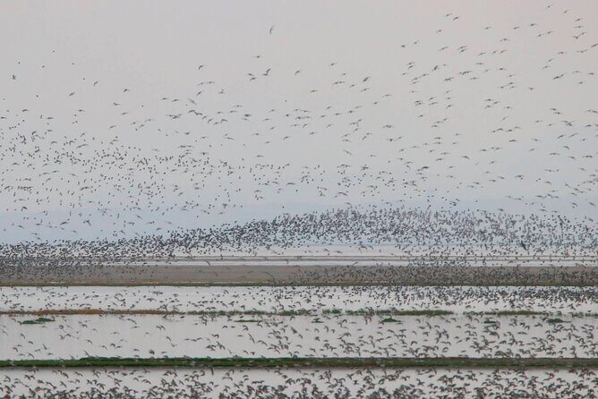 Great Salt Lake Birding and Nature Adventure - What Tour Pricing Means for You