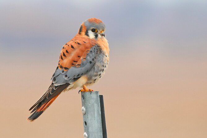 Great Salt Lake Birding and Nature Adventure - The Experience of a Lifetime, Without Overwhelm