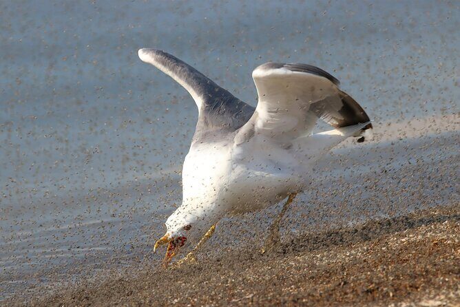 Great Salt Lake Birding and Nature Adventure - Final Thoughts: Who Should Book This Tour?