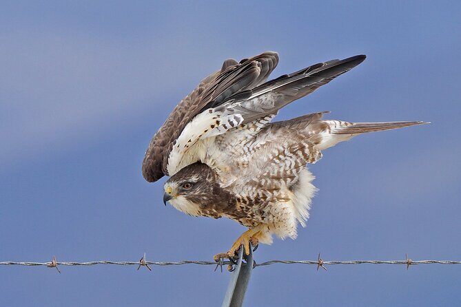 Great Salt Lake Birding and Nature Adventure - Frequently Asked Questions