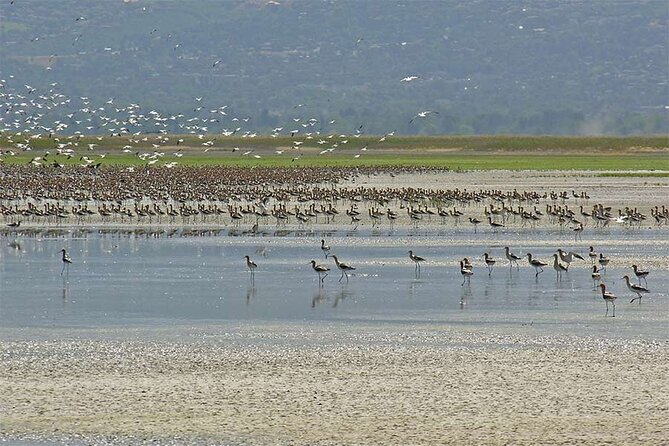 Great Salt Lake Wildlife and Sunset Experience - Pickup and Logistics