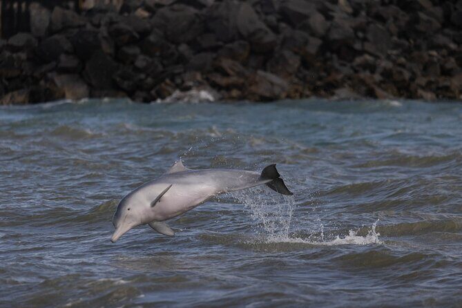 Great Sandy Straits Seven Island Ultimate Wildlife Cruise - Good To Know