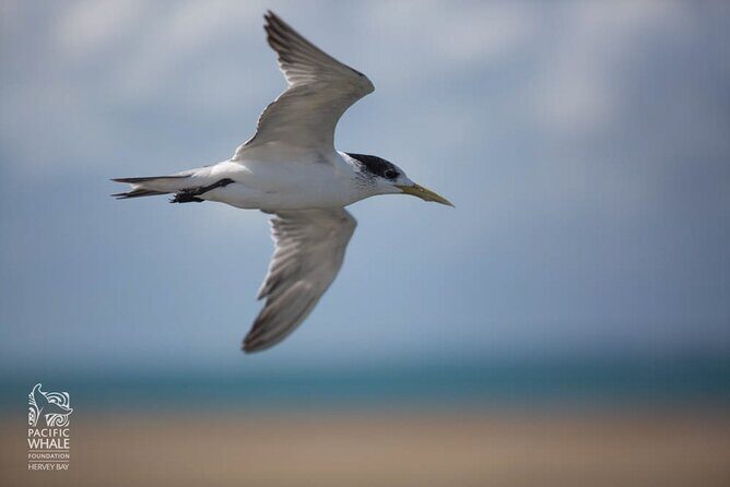 Great Sandy Straits Seven Island Ultimate Wildlife Cruise - Who It’s Best For
