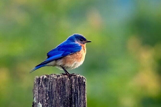 Great Smoky Mountains National Park Self-Guided Driving Tour - Traveler Photos