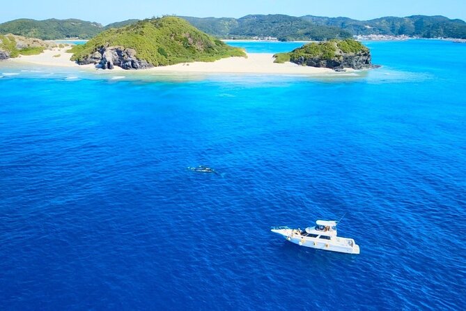 Great Whale Watching at Kerama Islands and Zamami Island - Best Time to Go Whale Watching