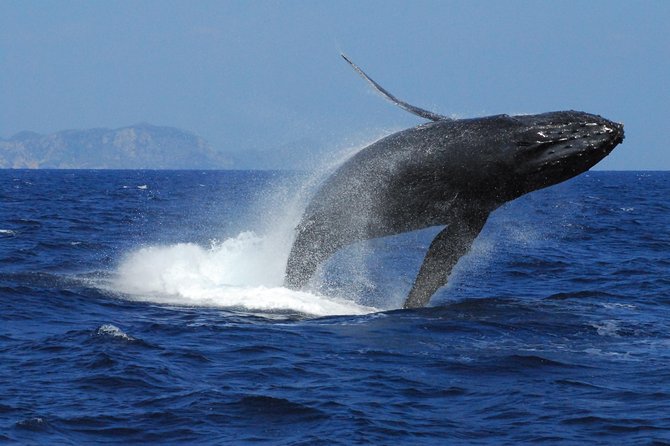 Great Whale Watching at Kerama Islands and Zamami Island - Whale Species You Can Spot