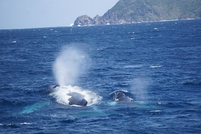 Great Whale Watching at Kerama Islands and Zamami Island - Top Whale Watching Locations