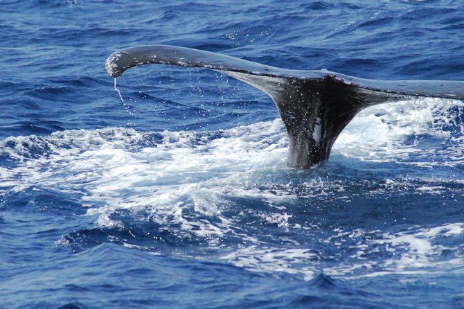 Great Whale Watching at Kerama Islands and Zamami Island - What to Bring for a Whale Watching Trip