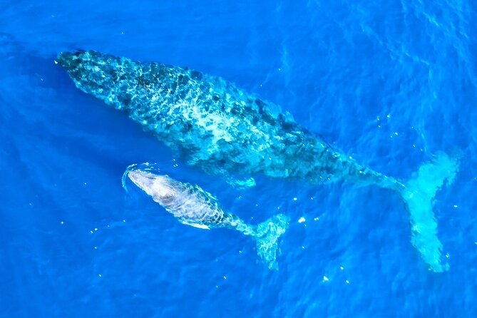 Great Whale Watching at Kerama Islands and Zamami Island - Tips for a Great Whale Watching Experience