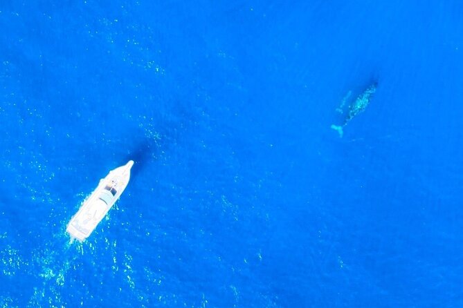 Great Whale Watching at Kerama Islands and Zamami Island - Other Activities to Enjoy in Kerama Islands and Zamami Island