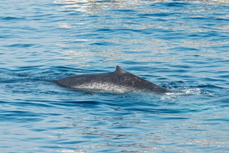 Great Whales - Education Programme - Whales , Dolphins - Pricing and Booking