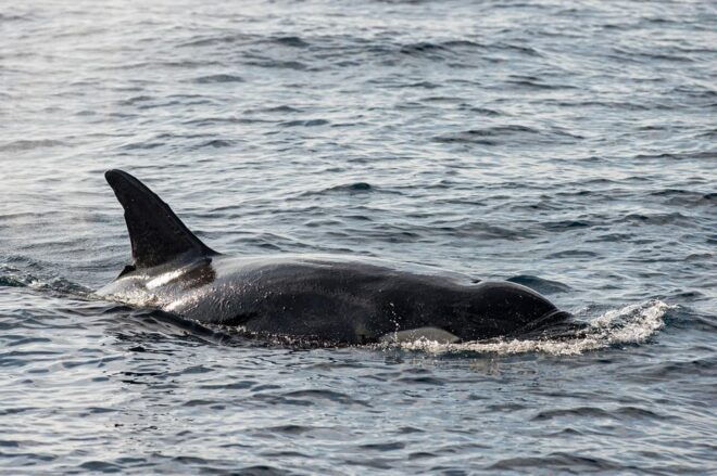 Great Whales - Education Programme - Whales , Dolphins - Educational Content
