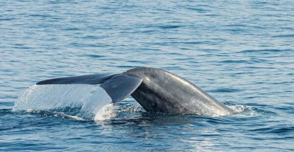 Great Whales - Education Programme - Whales , Dolphins - Booking Process