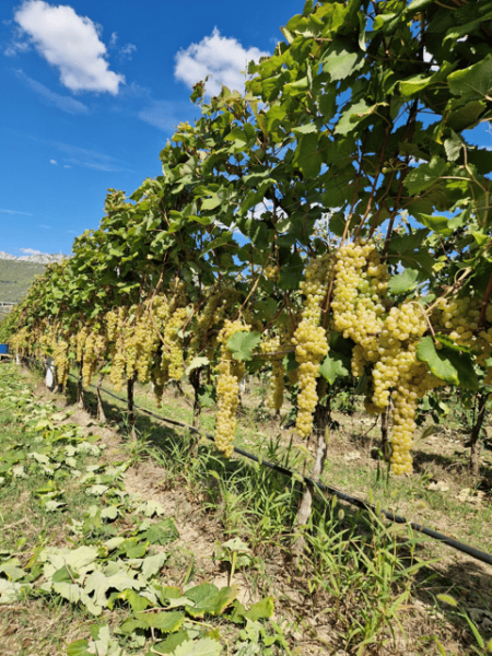 Great Winery Tour From Montenegro: 3 Countries in One Day - Explore Montenegro, Croatia, and Bosnia